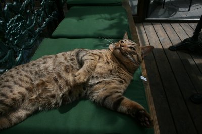 Mina Katter/My Cats