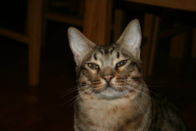 SE*PartyCat's Amaretto