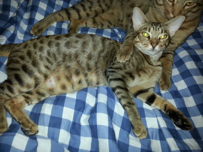 S*Kattkompisarna Abby Scuito 