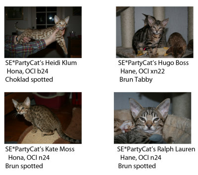 PartyCats Litter