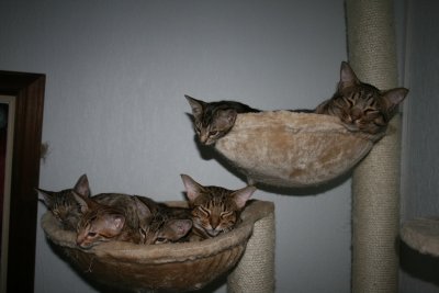 Litter Pictures