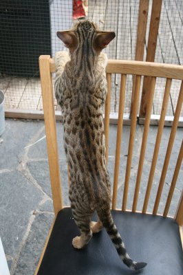 S*Kattkompisarna Abby Scuito