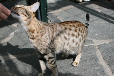 Meulicats Onyx