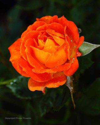 IMG_0699.jpg