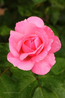 IMG_0920.jpg