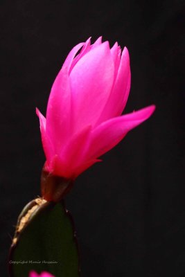 IMG_1689.jpg