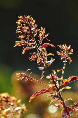 IMG_3854.jpg