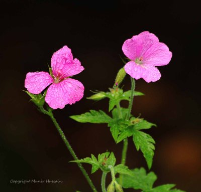 IMG_7930.jpg
