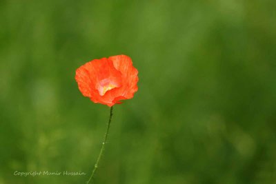 IMG_7959.jpg