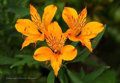 Flowers