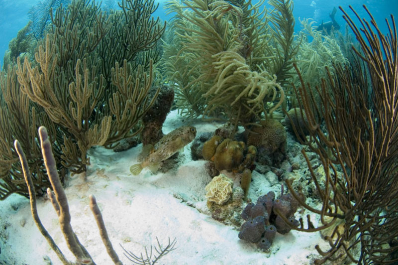 Porcupine Fish