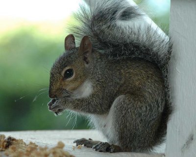 Breakfast Buddy