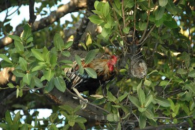 Chicken Tree