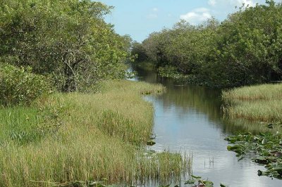 Alligator Alley