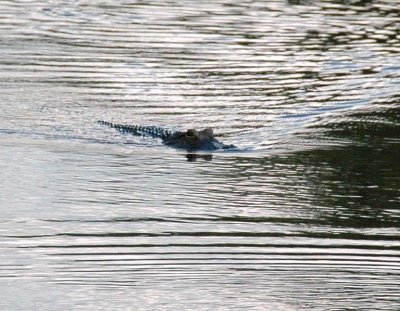Wally Gator