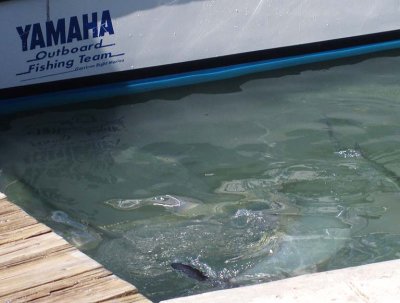 Tarpon Feeding Time