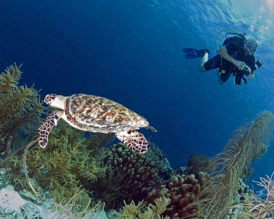 Turtle