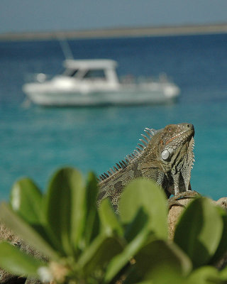 Iguana and Dive Boat