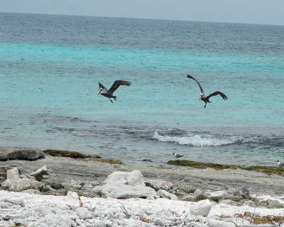 Pelicans