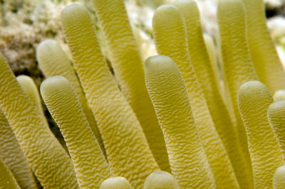 Anemone