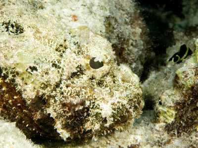 Scorpion Fish