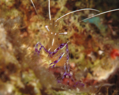 Pederson Cleaner Shrimp