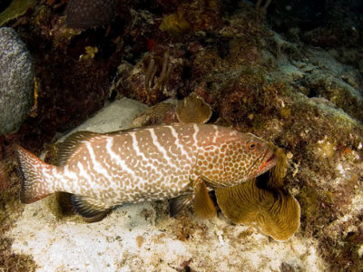 Tiger Grouper