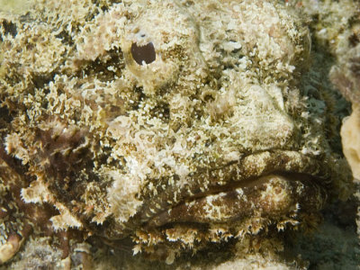 Scorpian Fish (2)
