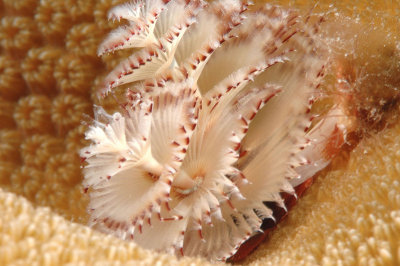 Christmas Tree Worm
