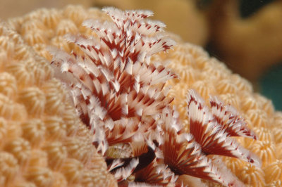 Christmas Tree Worm