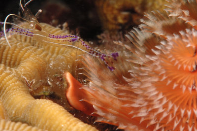 Pederson Cleaner Shrimp