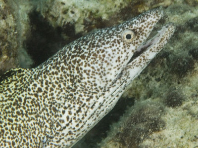 Spotted Moray Eel