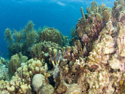 Coral Arrangement