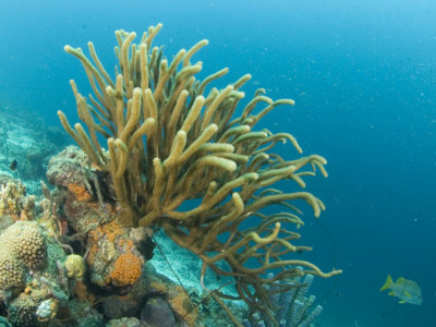 Soft Coral