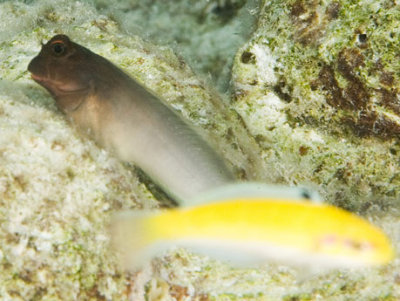 Redlip Blenny