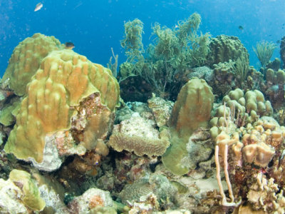 Coral Arrangement