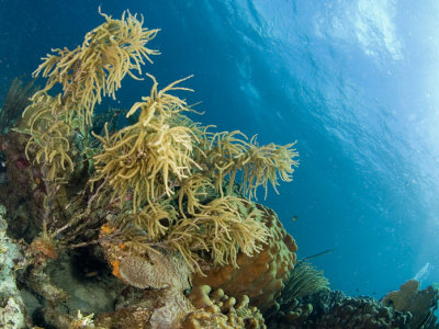 Soft Coral