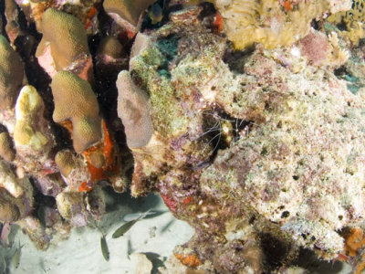 Banded Coral Fish