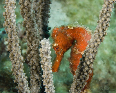 Longsnout Seahorse