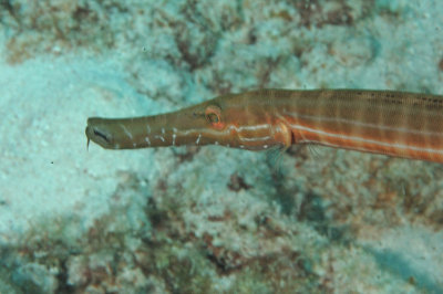 Trumpet Fish