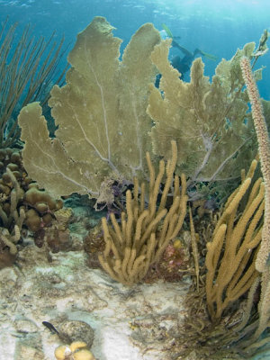 Fan Coral