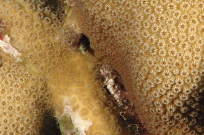 Secretary Blenny