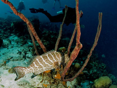 Tiger Grouper