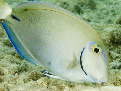 Ocean Surgeonfish