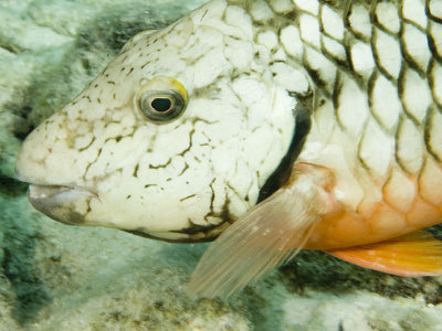 Parrot Fish