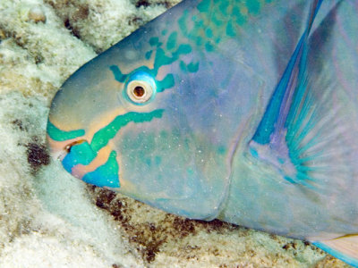 Parrotfish