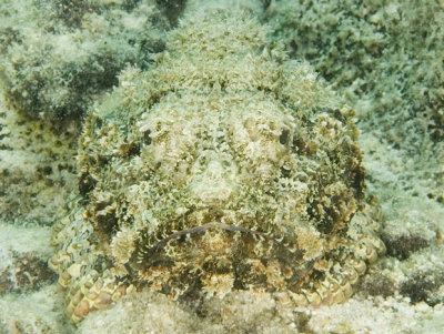 Scorpion Fish (3)