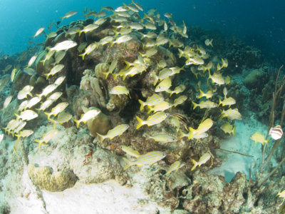 Pinfish