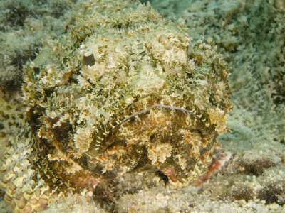 Scorpion Fish (4)