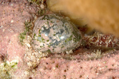 Sea Pearl